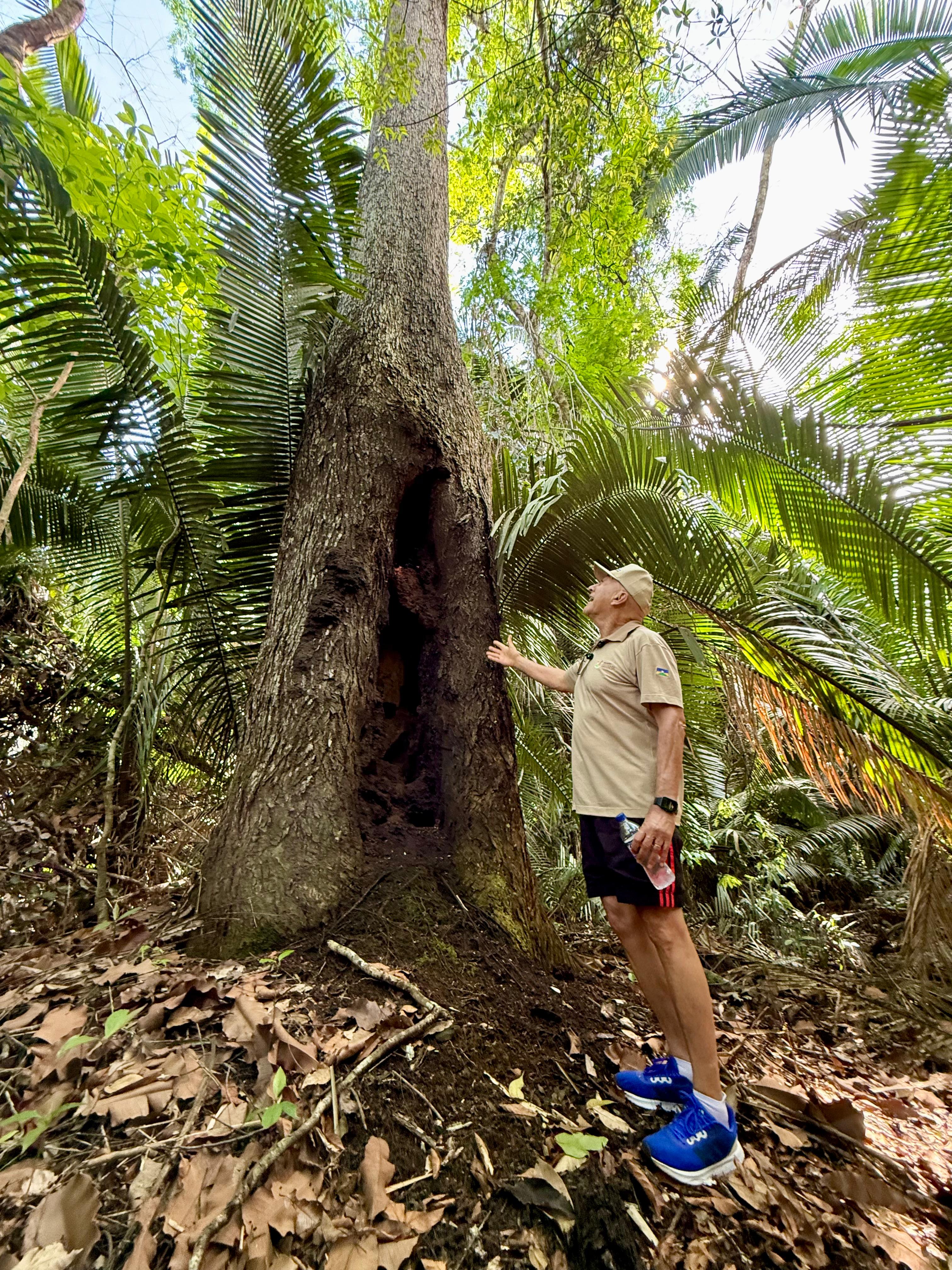 A Floresta como riqueza viva